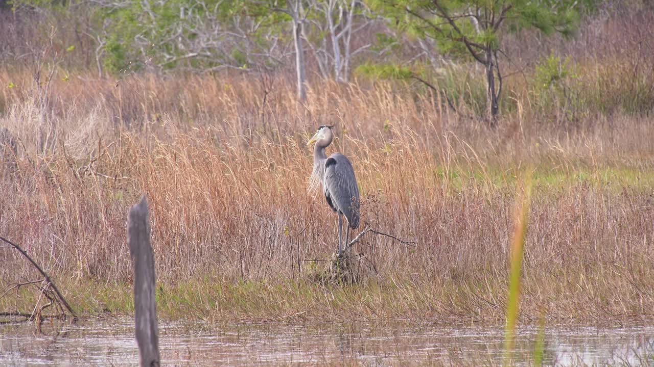 Airone azzurro maggiore che si liscia le piume in una zona paludosa in Florida