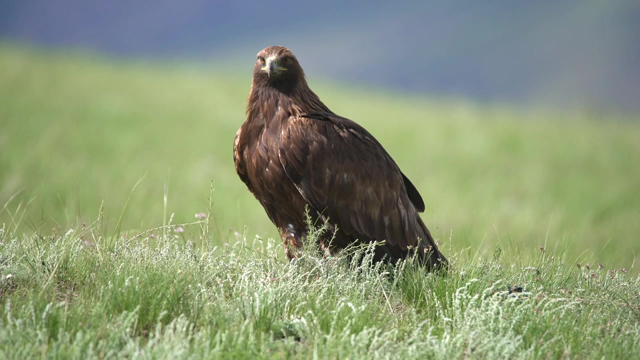 Maestosa aquila reale appollaiata in un prato erboso