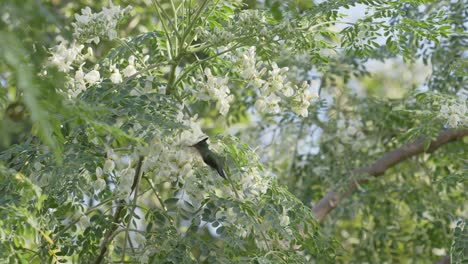 Zeitlupenaufnahme-Eines-Grünen-Kolibris,-Der-Sich-In-Einer-Tropischen-Umgebung-Von-Den-Weißen-Blüten-Eines-Baumes-Ernährt