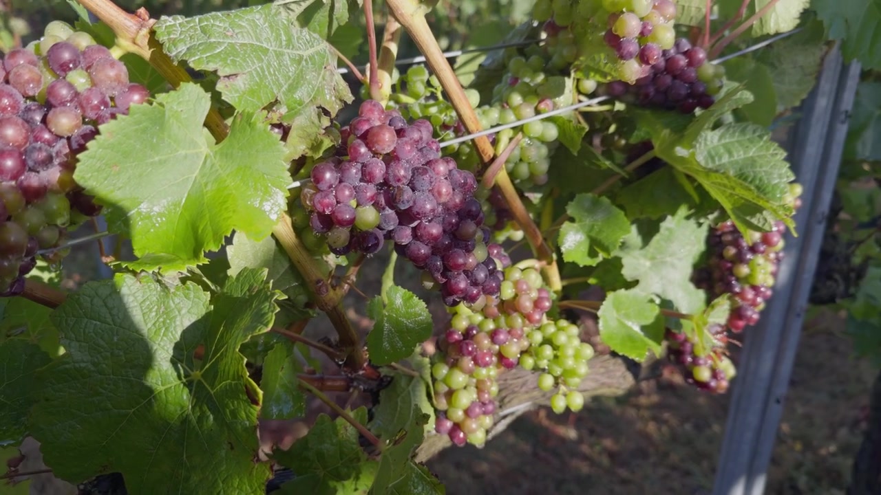 Tampilan detail gugusan anggur, daun hijau rimbun, dan batang pohon anggur di sepanjang barisan kebun anggur di Central Otago, Selandia Baru. Ideal untuk tema vitikultur dan produksi anggur