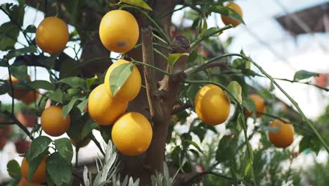 Lemon tree with ripe lemons
