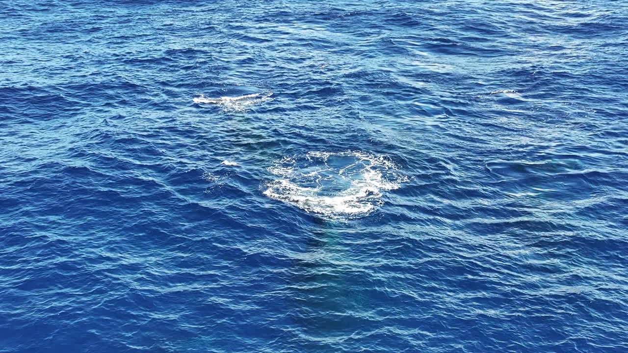Aerial View of Humpback Whale Tail While Swimming in Blue Ocean Water, Drone Shot