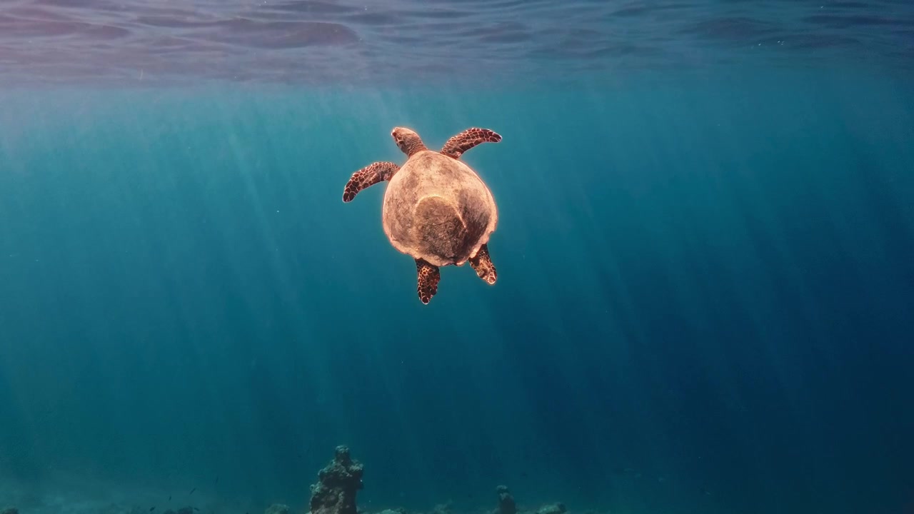 Turtle Moving Towards The Sunlight Coming Through The Sea Surface
