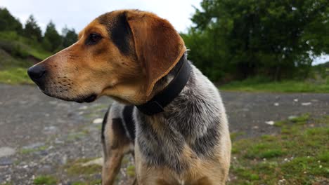 Closeup-of-Beautiful-Hound's-Face-with-Long-Nose,-Observing-and-Listening-Attentively-in-the-Mountain-Wilderness