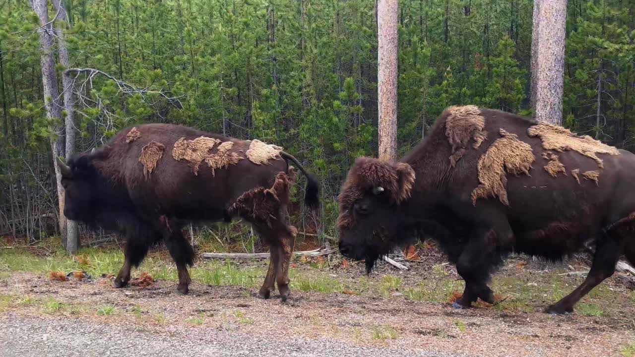 들소는 숲속의 나무를 따라 걷고, 옆으로 달리는 여행
