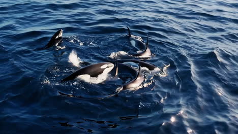 orcas in the ocean