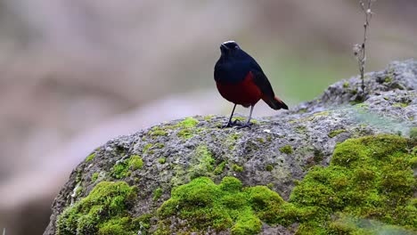 white capped water redstart on rock