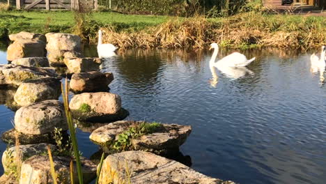 A-swan-family-swims-on-a-lake-on-a-sunny-day