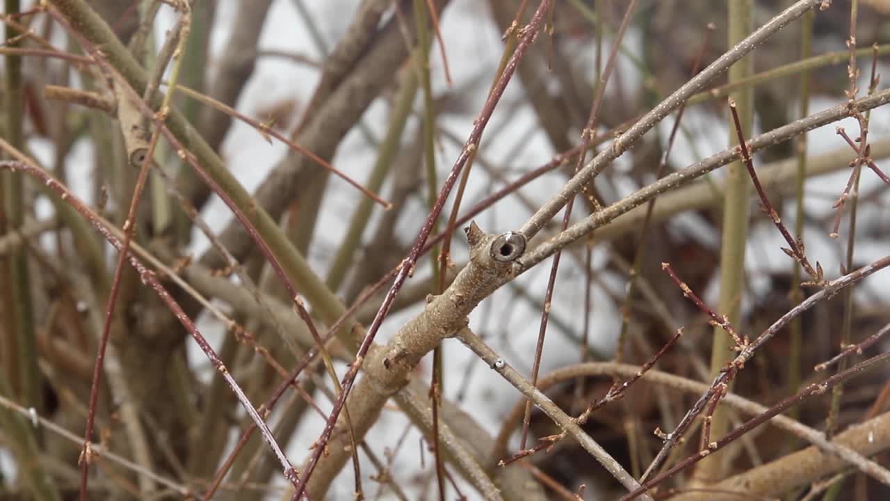 enfoque selectivo blue jay persigue al gorrión en las ramas de los árboles de invierno