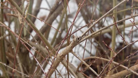 selective focus blue jay chases sparrow into winter tree branches