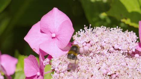 Abejorro-Ocupado-Volando-Sobre-Los-Estambres-De-La-Flor-De-Hortensia-Morada,-Eligiendo-El-Mejor-Lugar-Para-Polinizar