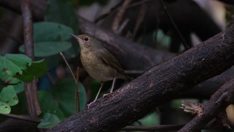 Camera-zooms-out-sliding-to-the-left-revealing-this-bird-looking-yp-to-the-left,-Siberian-Blue-Robin-Larvivora-cyane,-Thailand