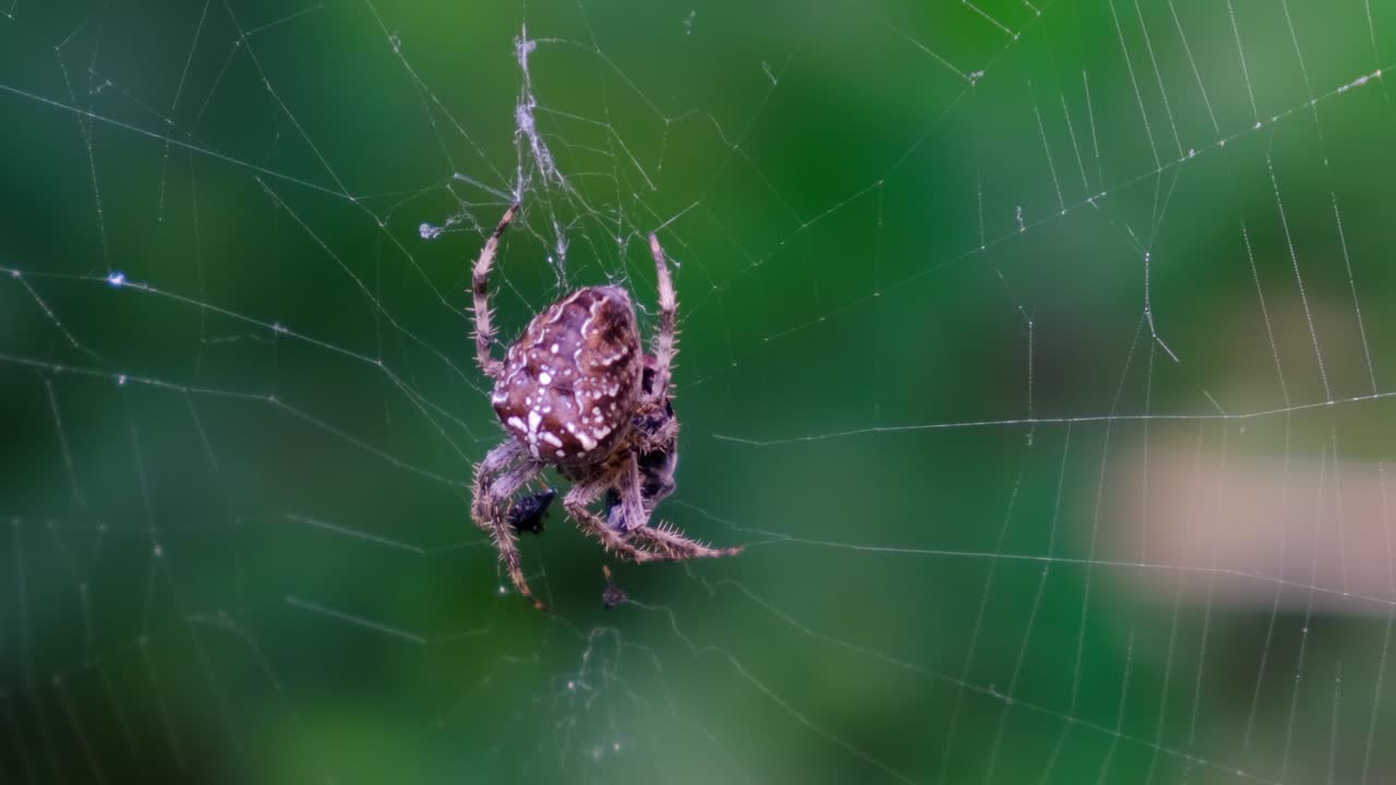 그것의 먹이, 가까이, 흐린 배경, 매크로 근접 촬영 보기, araneus diadematus에 축제를 벌이는 정원 십자가 거미
