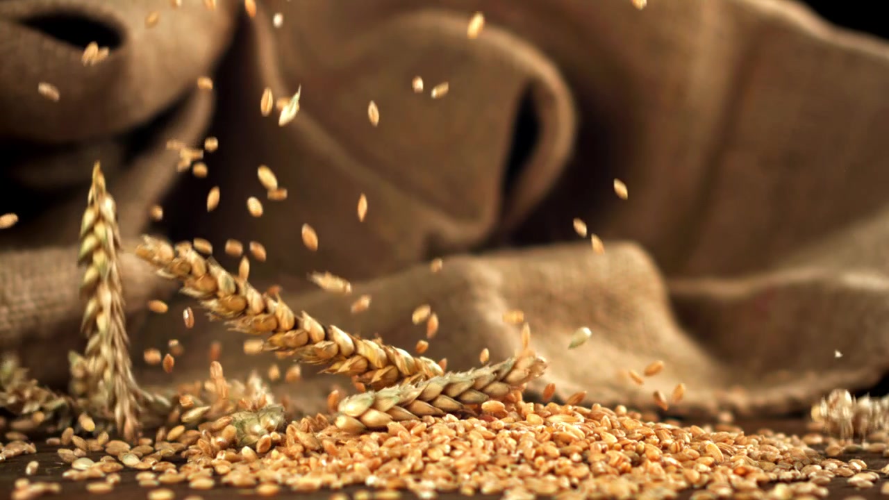 Chicchi e spighe di grano dorato che cadono al rallentatore con sfondo di iuta