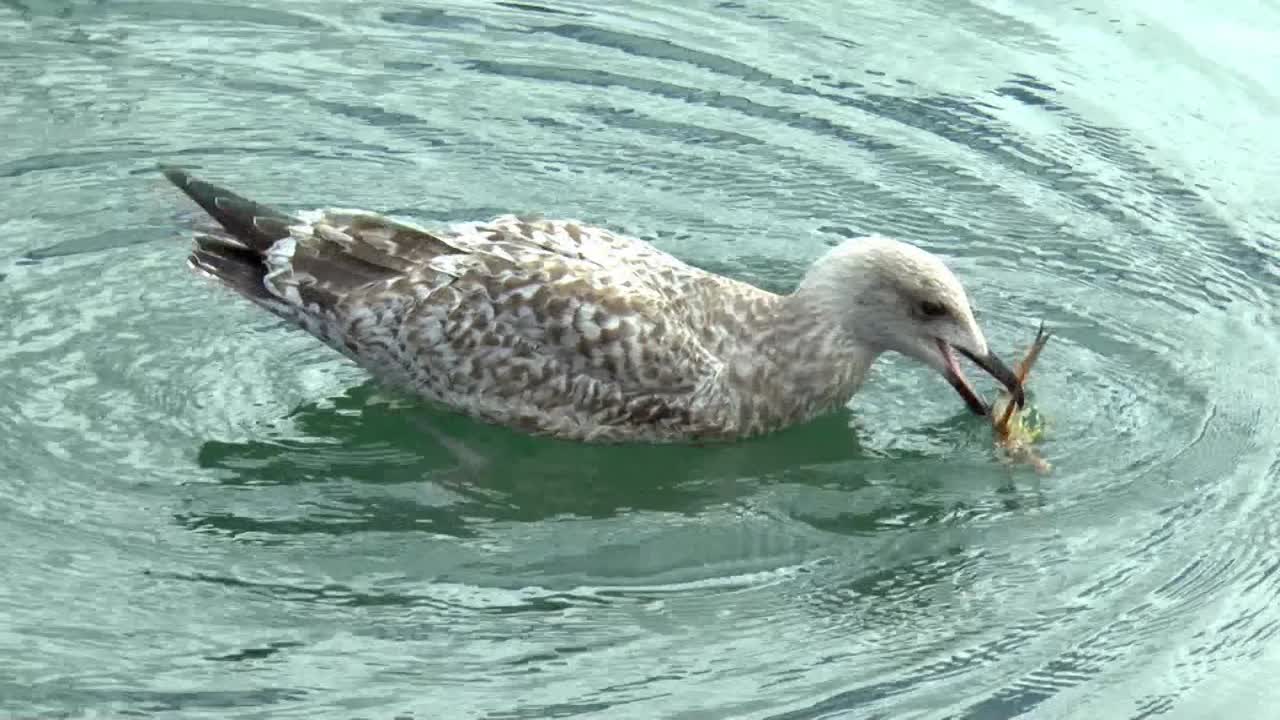 la joven gaviota ha atrapado un cangrejo.