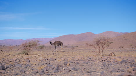 Dromedare-In-Der-Westsahara,-Mauretanien-Und-Marokko