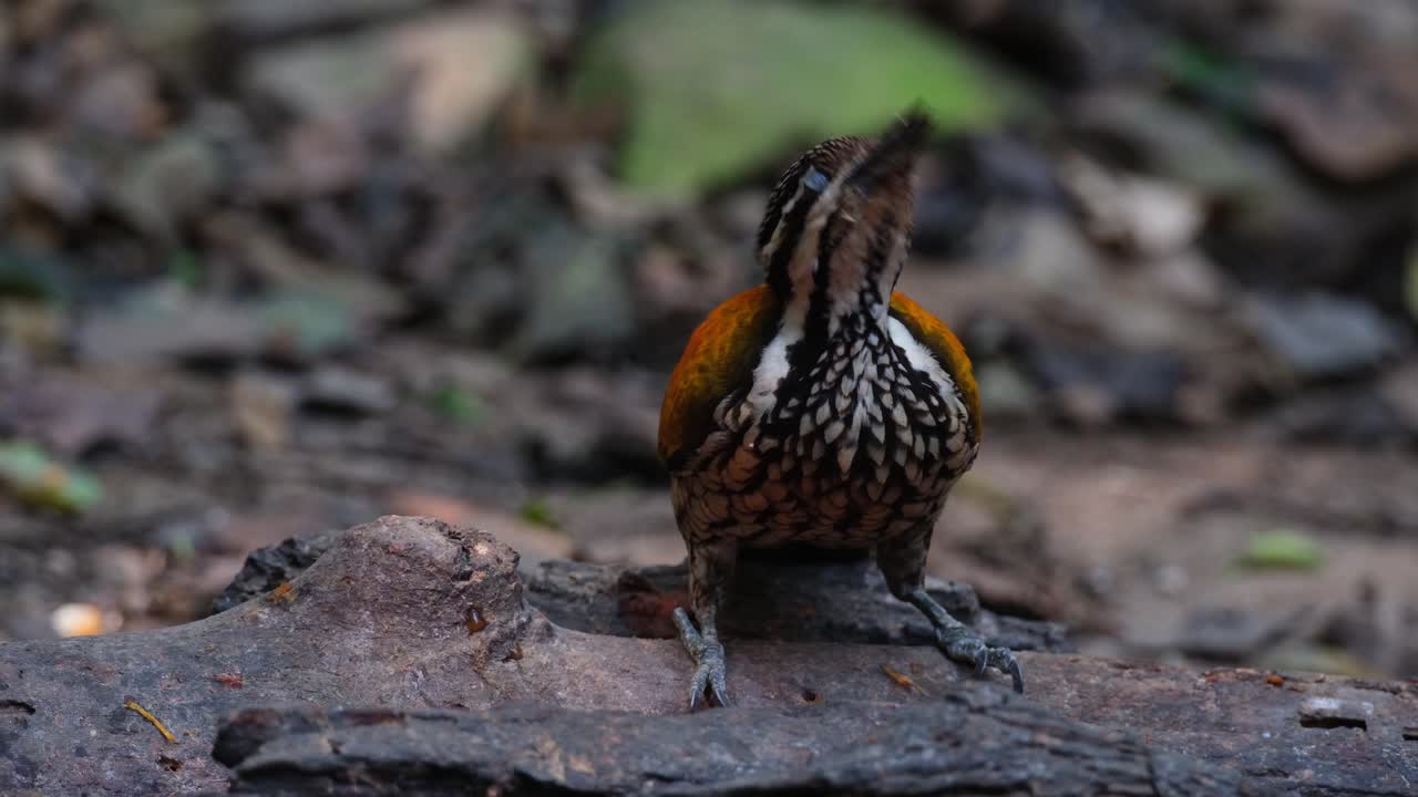 숲에서 먹이를 먹으면서 목에 아름다운 표시를 드러내는 모습, 일반적인 flameback dinopium javanense, 암, 태국