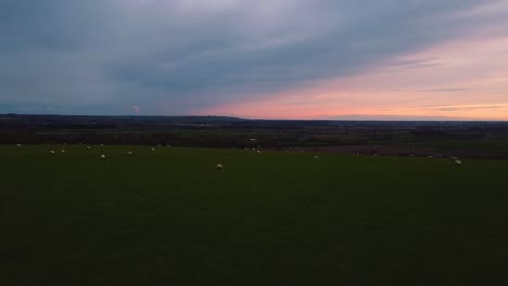 Drone-shot-over-a-sheep-field-at-sunset-4K