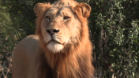 close up of young male lion in african game park