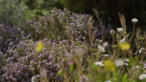 Regar-Las-Hermosas-Flores-Y-Plantas-Del-Jardín