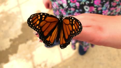 butterfly hangs onto little girls hand, opening and closing showing its beautiful wings