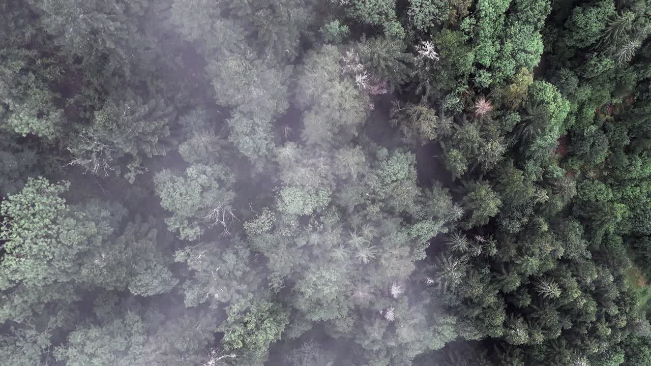 Top down aerial view of a moody mountain forest of fir and spruce trees 4K