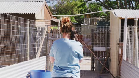 dog in a shelter with volunteer