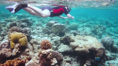 snorkeler coral reef in the maldives