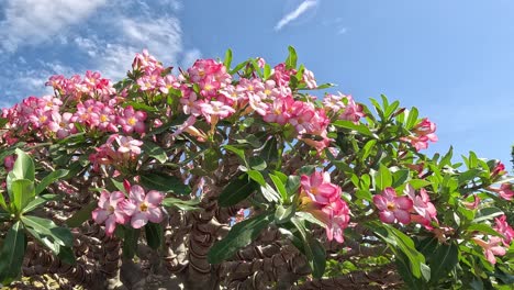 time-lapse of flowers blooming in sunlight.