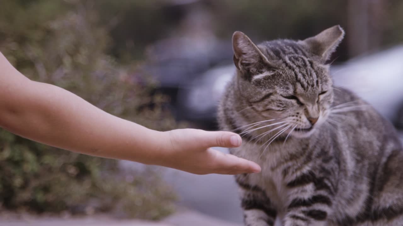 Kitten eating dry food croquettes from male hand