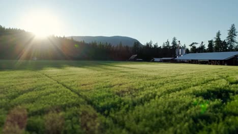 Video-De-Un-Campo-Agrícola-Verde-Al-Amanecer-Durante-El-Verano.