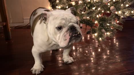 cute bulldog puppy by christmas tree