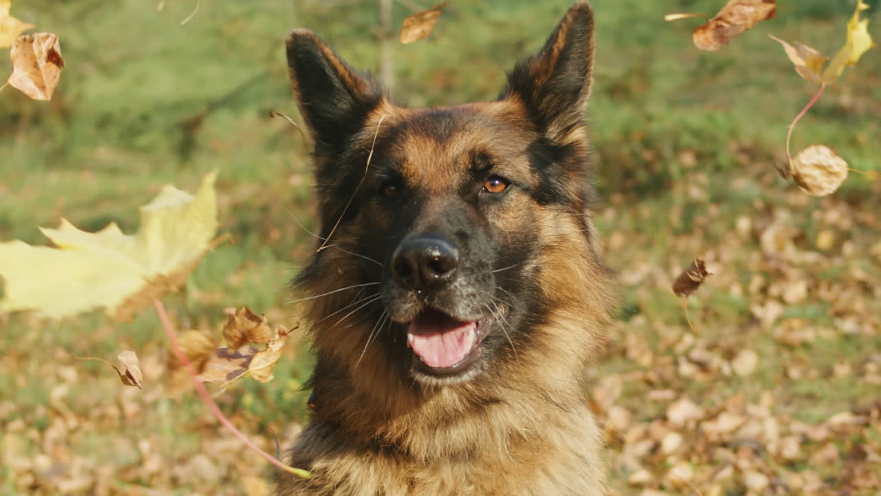 German Shepherd Playing in Autumn Leaves