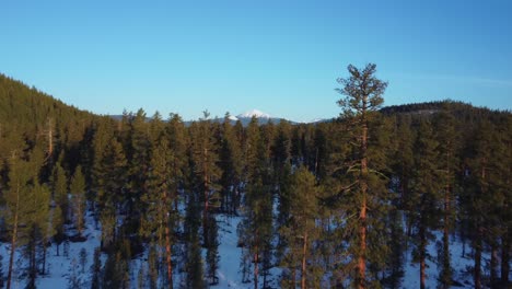 Durch-Bäume-Im-Deschutes-National-Forest-Fliegen,-Um-Die-Cascade-Mountains-In-Oregon-Freizulegen-–-Mount-Bachelor