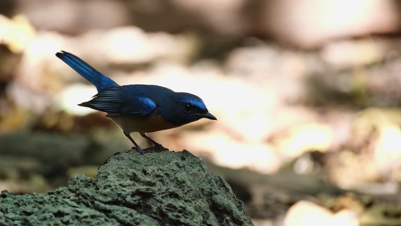 Visto sulla ruvida roccia calcarea, guarda verso la fotocamera, poi a destra simulando il volo, quindi salta giù davanti, Pigliamosche blu di collina (Cyornis whitei), Maschio, Thailandia