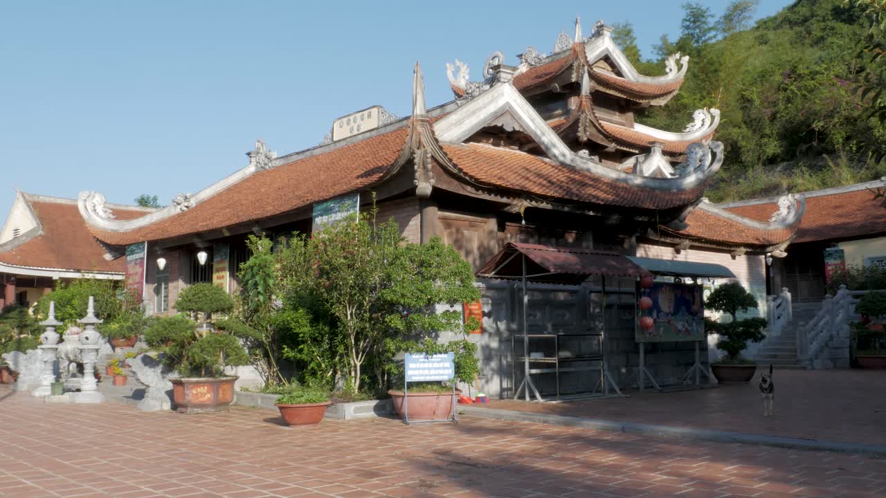 베트남 사원 밖에서 혼혈 개 한 이 함께 자유롭게 돌아다니고 있습니다.