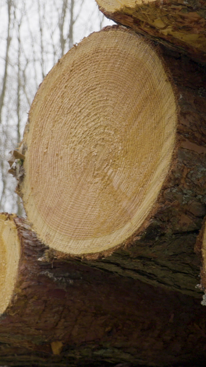 A vertical closeup shot of freshly cut pine logs showing detailed wood rings and texture, stacked in a snowy winter forest. Ideal for forestry and timber industry content.