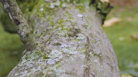 A-fallen-limb-of-oak-leaves-after-a-storm