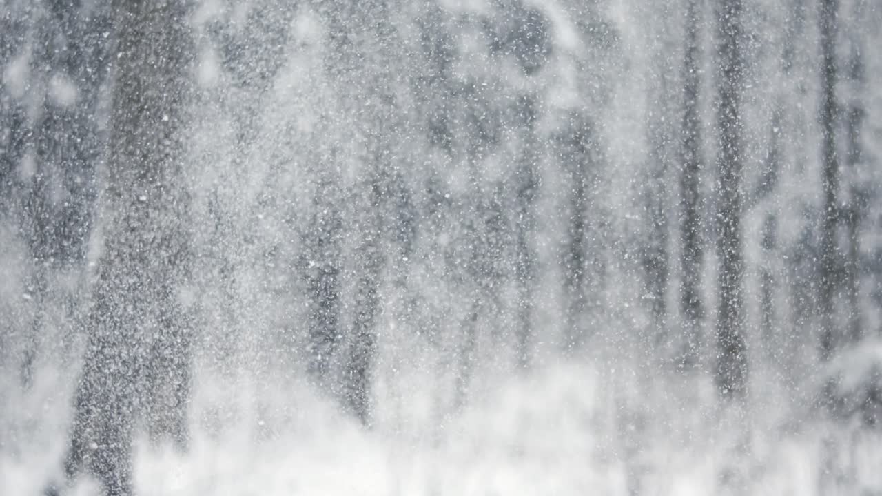 nevadas en el bosque