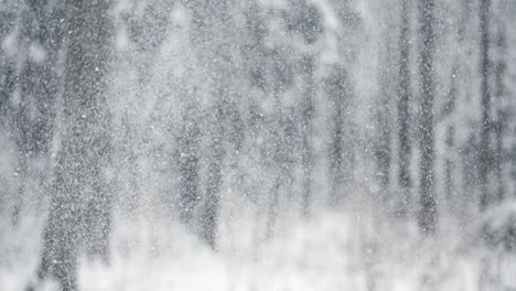 nevada en un bosque