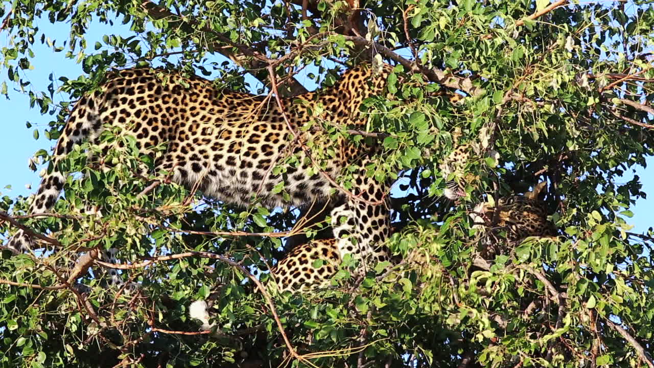 dos leopardos machos subadultos se acicalan entre sí dentro de un árbol de maroela durante el día, parque nacional gran kruger