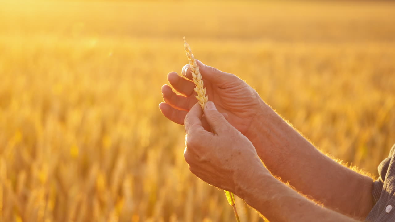 Man hands hold a ripe wheat spike. Farmer's elderly hands touching spikelets of yellow ripe wheat on golden field background at sunset. Agriculture.