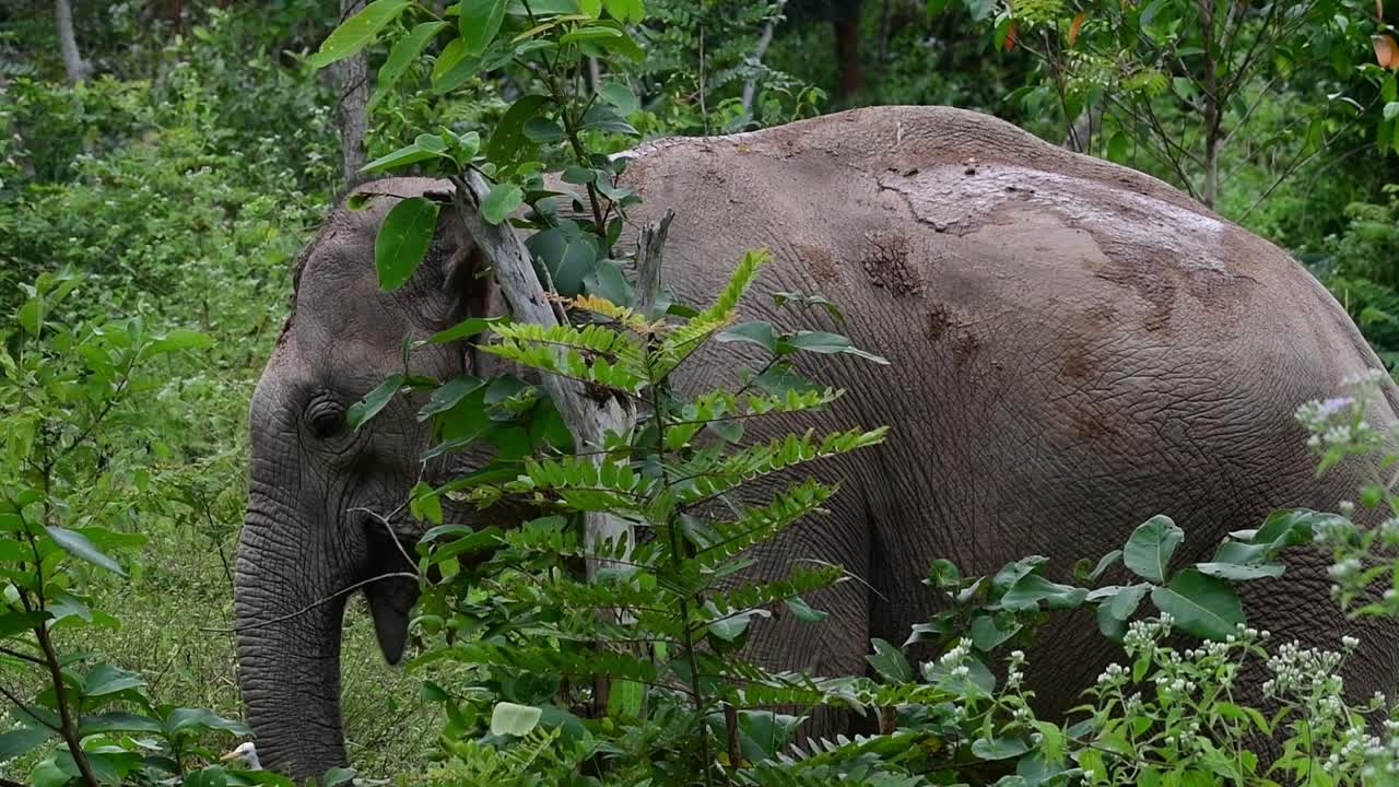アジアゾウは絶滅危惧種であり、タイの居住者でもあります