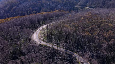 Asphaltstraße-Durch-Eukalyptuswald-In-Den-Australischen-Alpen