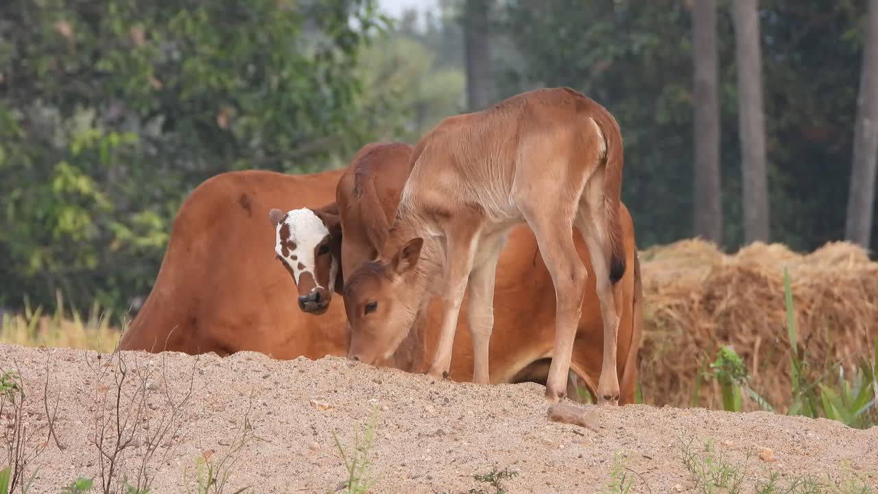 jóvenes vacas domésticas jugando en la arena