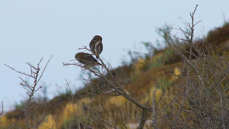 wide shot of two chuncho owl , glaucidium nanum, moving around on a branch in torres del paine national park