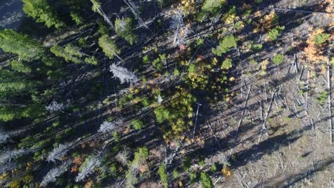 aerial flight looking down showing many dead pine trees from the mountain pine beetle kill