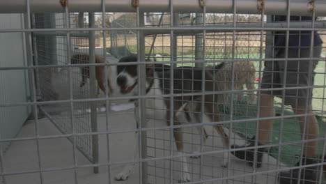 pack of big dogs travelling from one pen to a shed