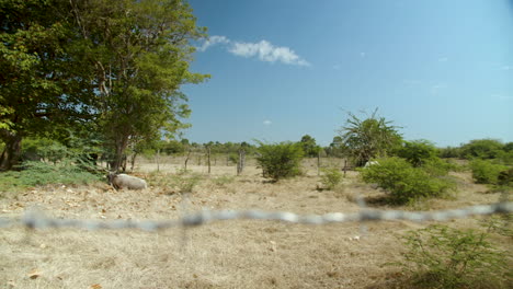 Closeup-shot-barbed-wire-farm-land-Dairy-cow-cattle-lay-down-at-rural-landscape