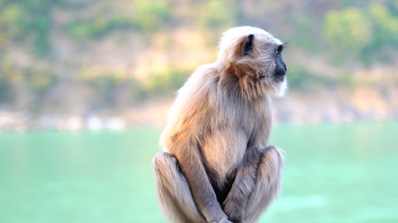 animal y vida silvestre, la vida silvestre se refiere tradicionalmente a especies animales no domesticadas-5